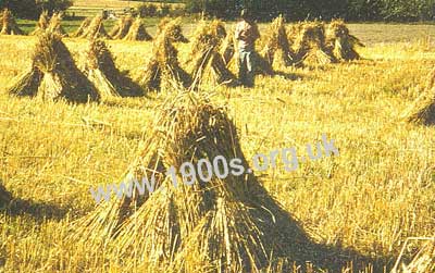 stooks of corn showing the sheaves propping each other up
