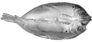 The shape of a kipper showing that it is wider than an ordinary fish