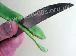 Cutting the sides off a runner bean to remove its strings