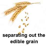 threshing: separating the grain from the chaff